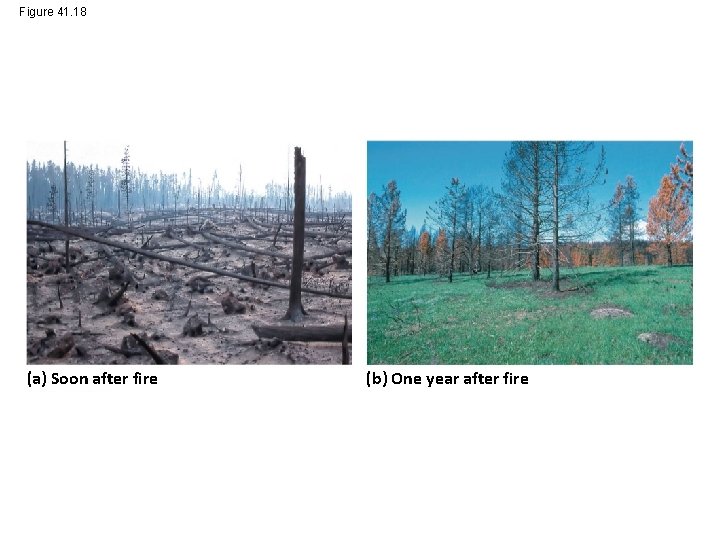 Figure 41. 18 (a) Soon after fire (b) One year after fire 
