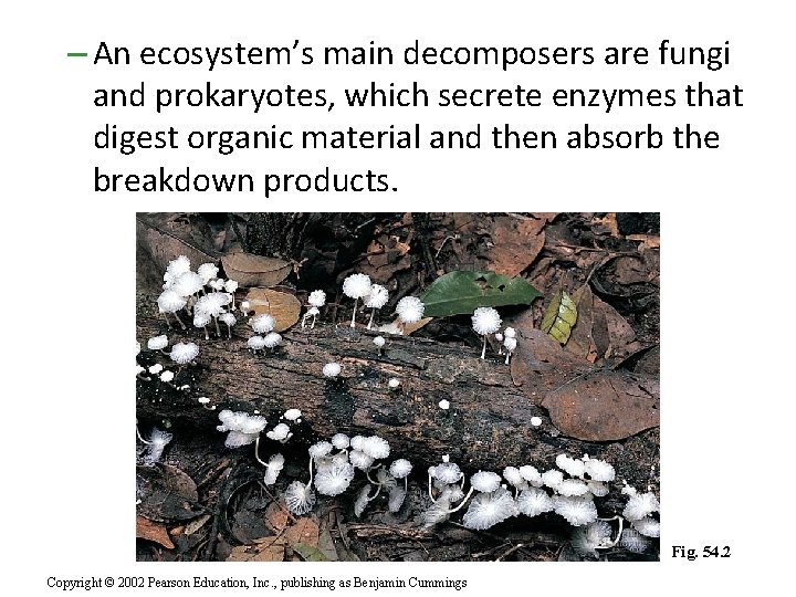 – An ecosystem’s main decomposers are fungi and prokaryotes, which secrete enzymes that digest