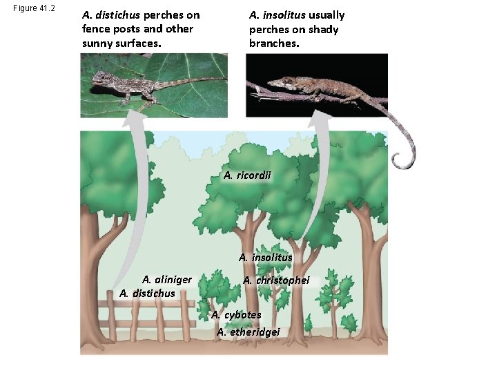 Figure 41. 2 A. distichus perches on fence posts and other sunny surfaces. A.