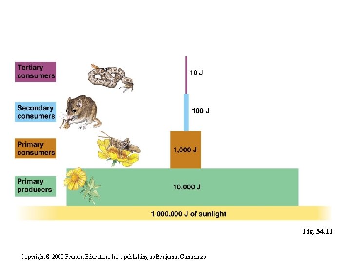 Fig. 54. 11 Copyright © 2002 Pearson Education, Inc. , publishing as Benjamin Cummings