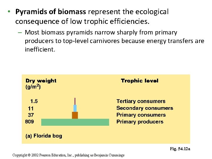  • Pyramids of biomass represent the ecological consequence of low trophic efficiencies. –