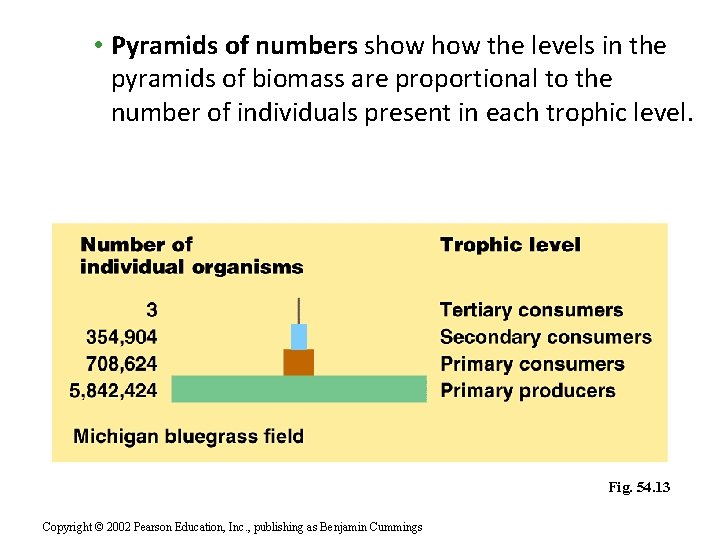  • Pyramids of numbers show the levels in the pyramids of biomass are