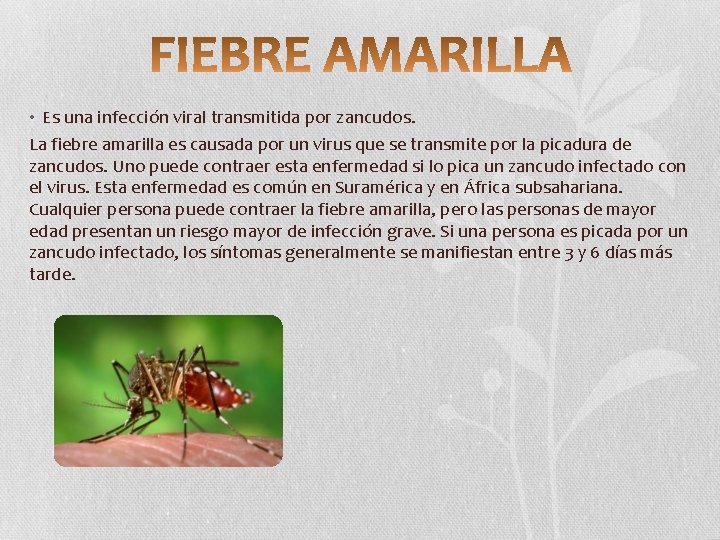  • Es una infección viral transmitida por zancudos. La fiebre amarilla es causada