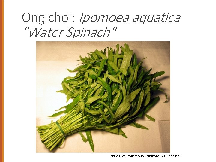 Ong choi: Ipomoea aquatica "Water Spinach" Yamaguchi, Wikimedia Commons, public domain 