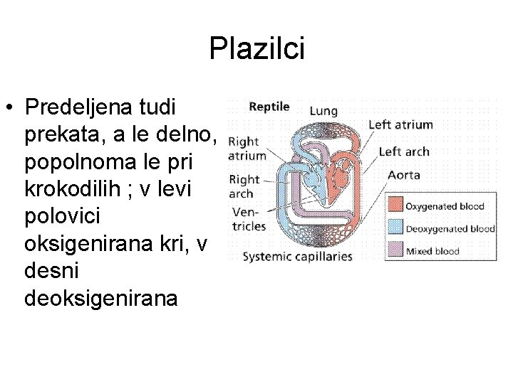 Plazilci • Predeljena tudi prekata, a le delno, popolnoma le pri krokodilih ; v