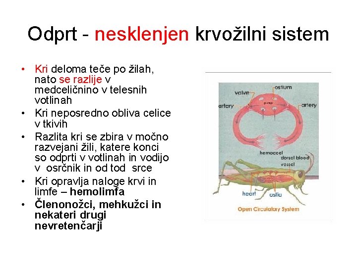 Odprt - nesklenjen krvožilni sistem • Kri deloma teče po žilah, nato se razlije