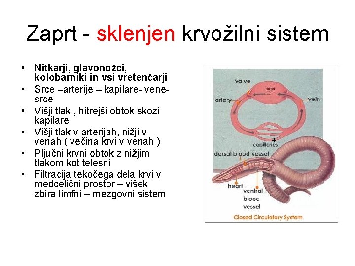 Zaprt - sklenjen krvožilni sistem • Nitkarji, glavonožci, kolobarniki in vsi vretenčarji • Srce