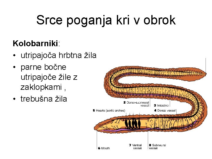 Srce poganja kri v obrok Kolobarniki: • utripajoča hrbtna žila • parne bočne utripajoče