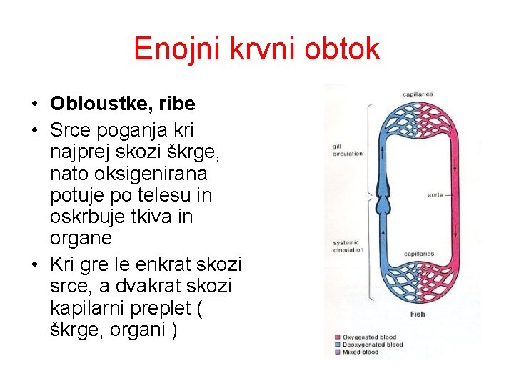 Enojni krvni obtok • Obloustke, ribe • Srce poganja kri najprej skozi škrge, nato