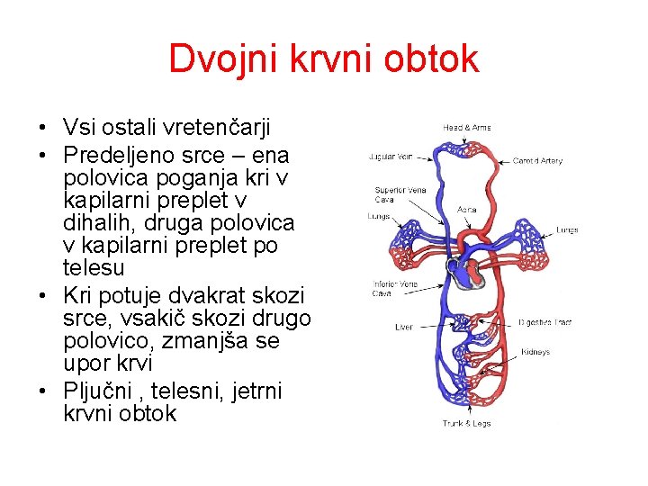 Dvojni krvni obtok • Vsi ostali vretenčarji • Predeljeno srce – ena polovica poganja