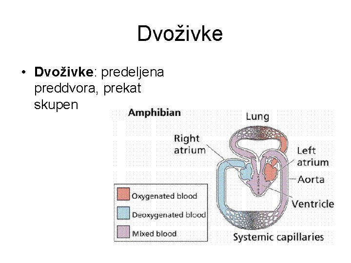 Dvoživke • Dvoživke: predeljena preddvora, prekat skupen 