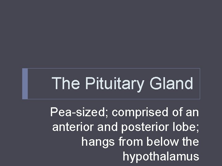 The Pituitary Gland Pea-sized; comprised of an anterior and posterior lobe; hangs from below The Pituitary Gland Pea-sized; comprised of an anterior and posterior lobe; hangs from below