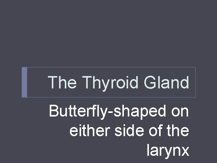 The Thyroid Gland Butterfly-shaped on either side of the larynx The Thyroid Gland Butterfly-shaped on either side of the larynx