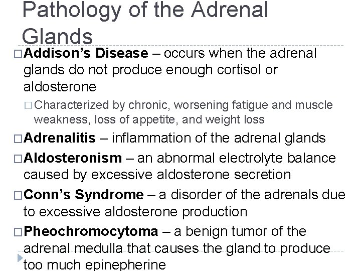 Pathology of the Adrenal Glands �Addison’s Disease – occurs when the adrenal glands do Pathology of the Adrenal Glands �Addison’s Disease – occurs when the adrenal glands do
