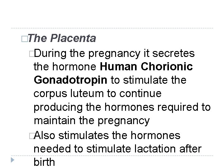 �The Placenta �During the pregnancy it secretes the hormone Human Chorionic Gonadotropin to stimulate �The Placenta �During the pregnancy it secretes the hormone Human Chorionic Gonadotropin to stimulate