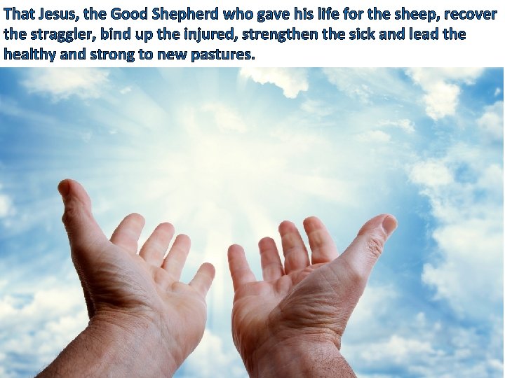 That Jesus, the Good Shepherd who gave his life for the sheep, recover the