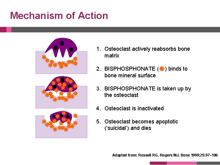 Mechanism of Action 1. Osteoclast actively reabsorbs bone matrix 2. BISPHONATE ( bone mineral