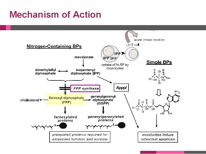 Mechanism of Action 