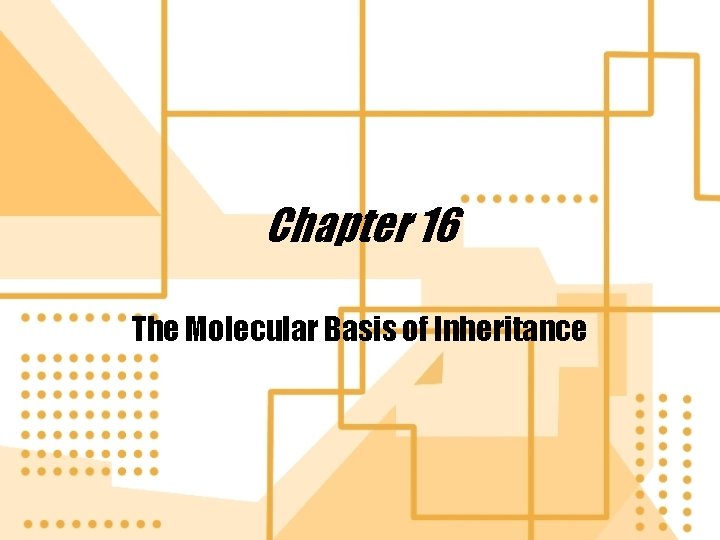 Chapter 16 The Molecular Basis of Inheritance 