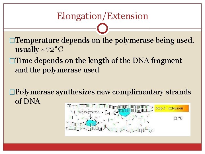 Elongation/Extension �Temperature depends on the polymerase being used, usually ~72˚C �Time depends on the