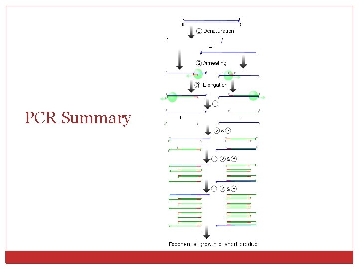 PCR Summary 