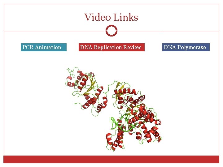 Video Links PCR Animation DNA Replication Review DNA Polymerase 