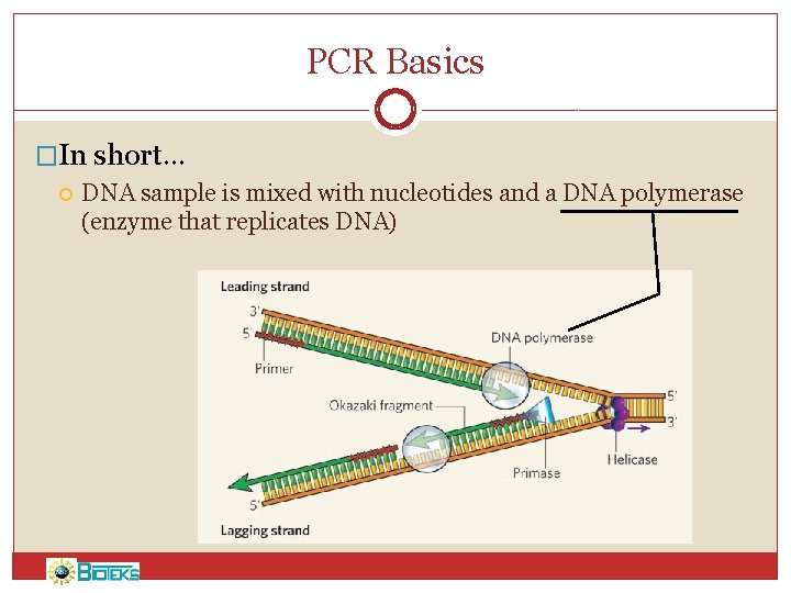 PCR Basics �In short… DNA sample is mixed with nucleotides and a DNA polymerase