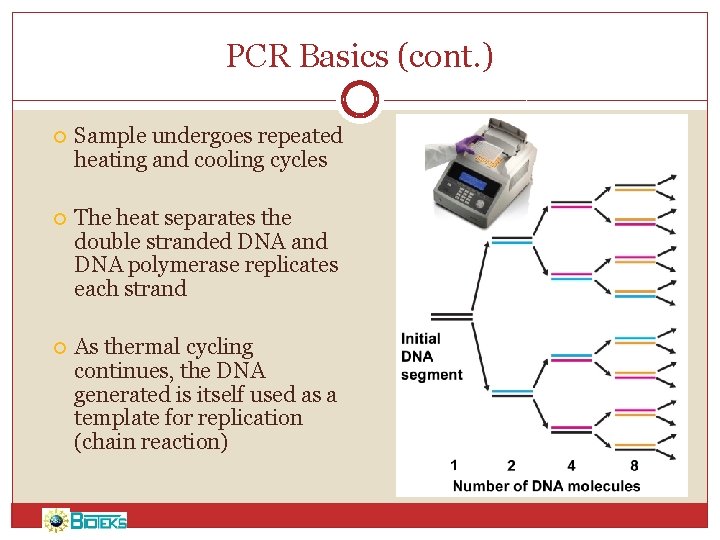 PCR Basics (cont. ) Sample undergoes repeated heating and cooling cycles The heat separates