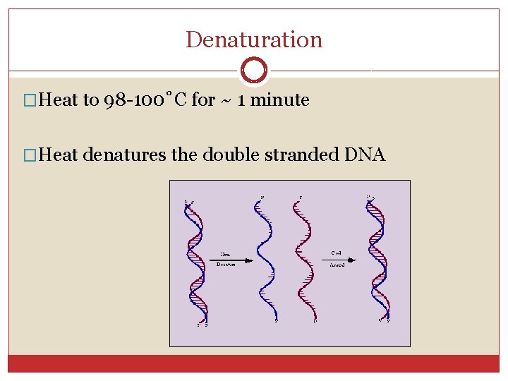 Denaturation �Heat to 98 -100˚C for ~ 1 minute �Heat denatures the double stranded
