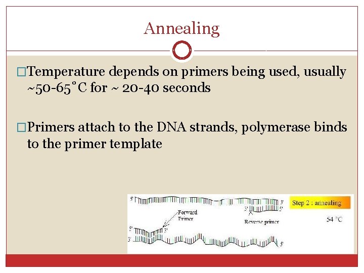 Annealing �Temperature depends on primers being used, usually ~50 -65˚C for ~ 20 -40