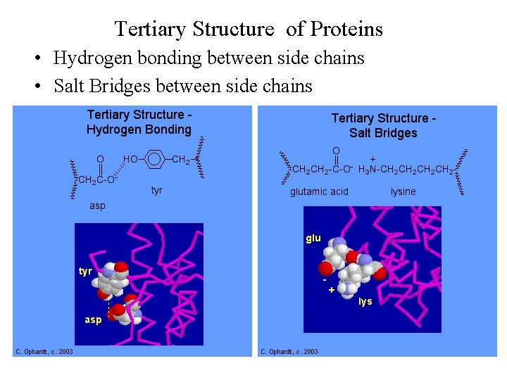 Tertiary Structure of Proteins • Hydrogen bonding between side chains • Salt Bridges between