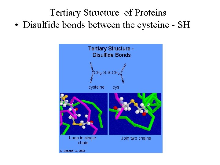 Tertiary Structure of Proteins • Disulfide bonds between the cysteine - SH 