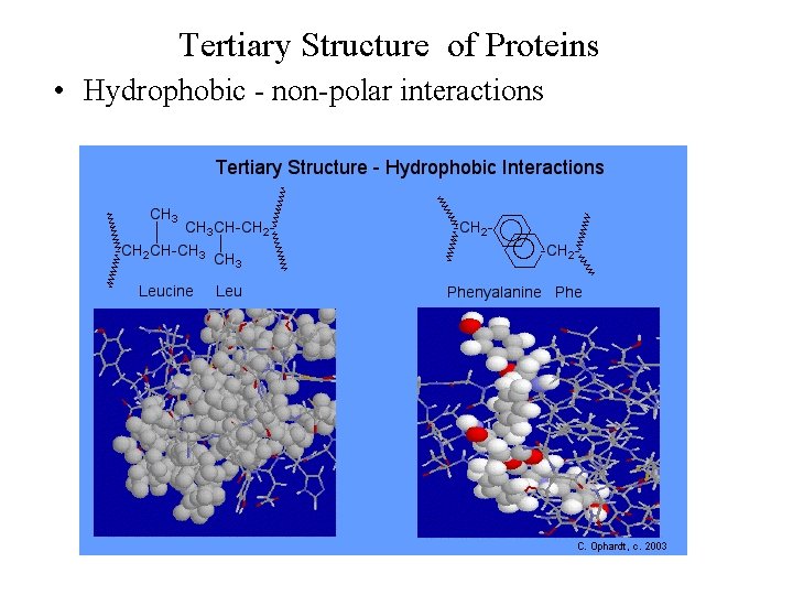 Tertiary Structure of Proteins • Hydrophobic - non-polar interactions 