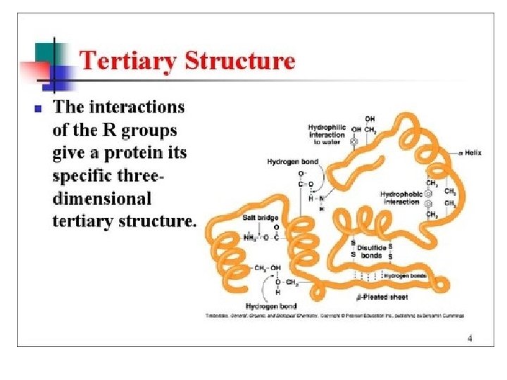 Proteins • Primary Structure 