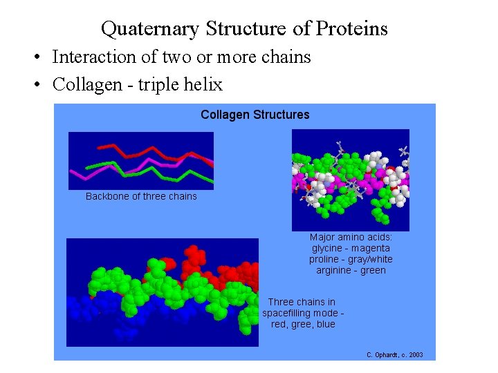 Quaternary Structure of Proteins • Interaction of two or more chains • Collagen -
