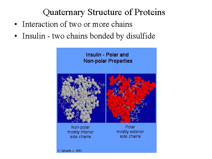 Quaternary Structure of Proteins • Interaction of two or more chains • Insulin -