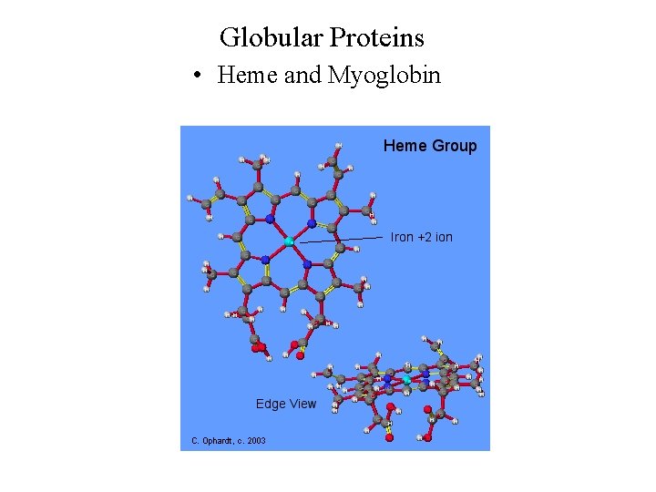 Globular Proteins • Heme and Myoglobin 