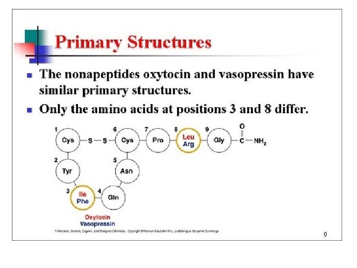 Proteins • Primary Structure 