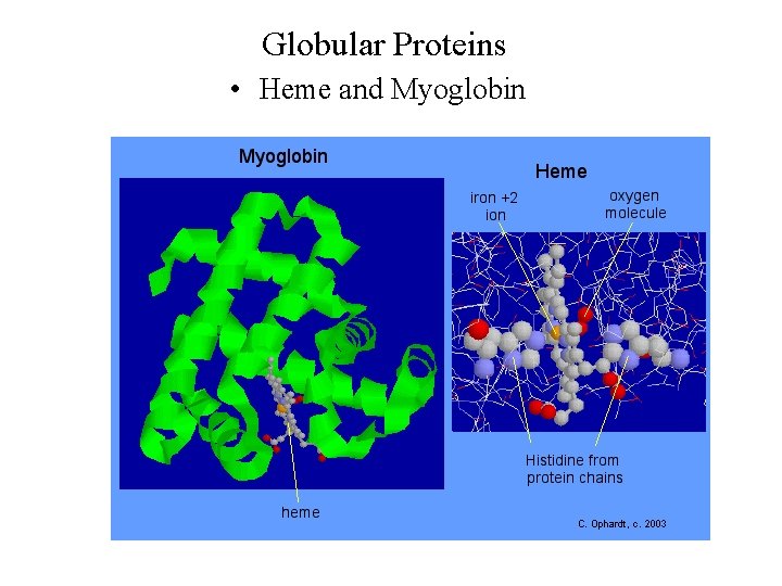 Globular Proteins • Heme and Myoglobin 