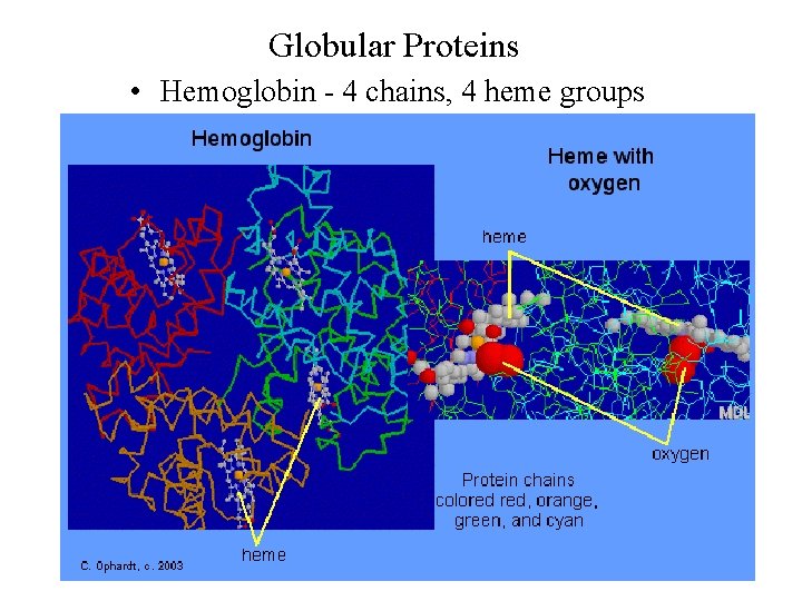 Globular Proteins • Hemoglobin - 4 chains, 4 heme groups 