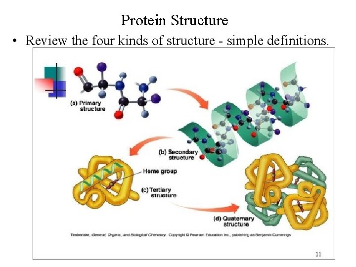 Protein Structure • Review the four kinds of structure - simple definitions. 