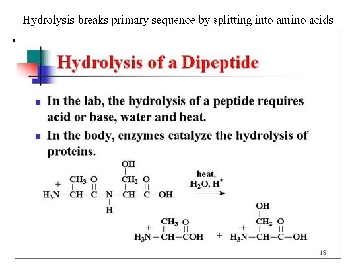 Hydrolysis breaks primary sequence by splitting into amino acids • Review the four kinds
