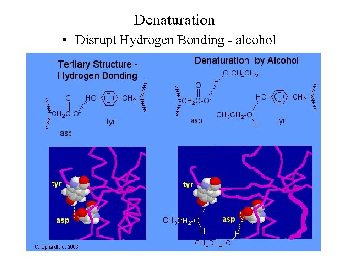 Denaturation • Disrupt Hydrogen Bonding - alcohol 