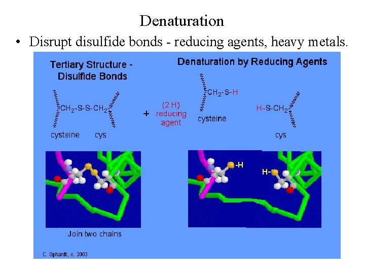 Denaturation • Disrupt disulfide bonds - reducing agents, heavy metals. 