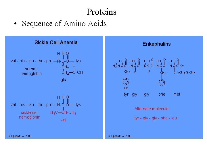 Proteins • Sequence of Amino Acids 