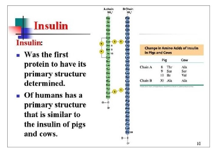 Proteins • Primary Structure 