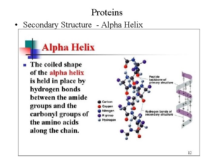 Proteins • Secondary Structure - Alpha Helix 