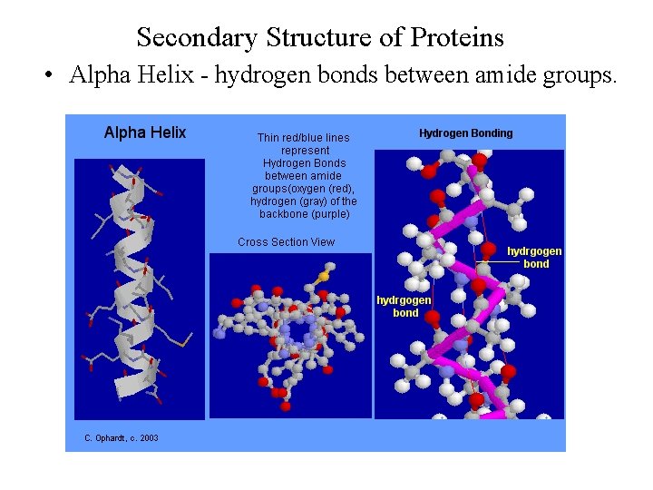 Secondary Structure of Proteins • Alpha Helix - hydrogen bonds between amide groups. 