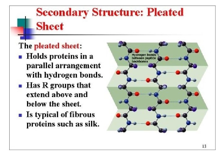 Proteins • Secondary Structure 