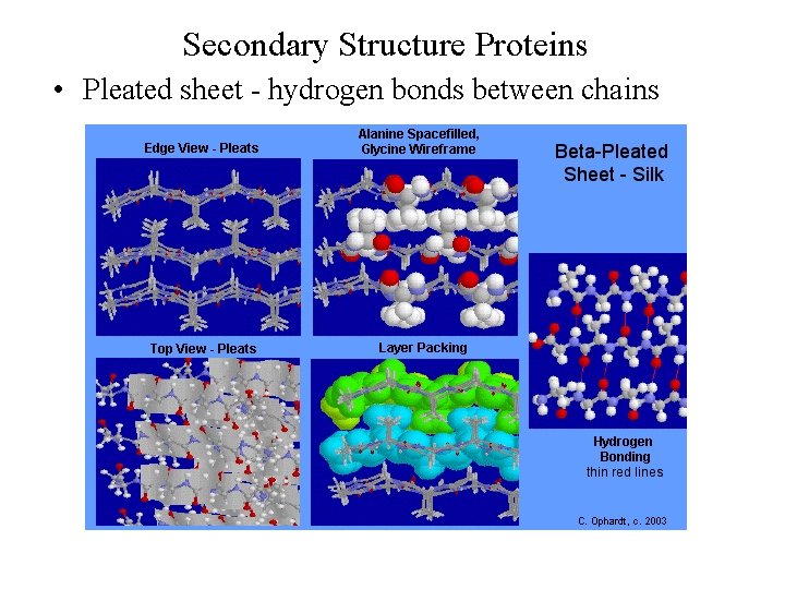 Secondary Structure Proteins • Pleated sheet - hydrogen bonds between chains 